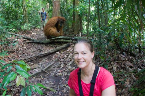 Running From The Notorious Orang Utan Mina In Bukit Lawang Fomotraveler