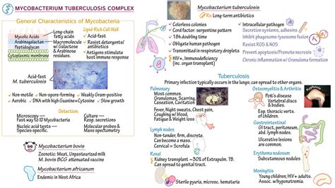 Mycobacterium Tuberculosis Morphology