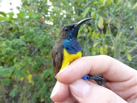 Peneliti Temukan Spesies Burung Baru di Indonesia | Nukilan