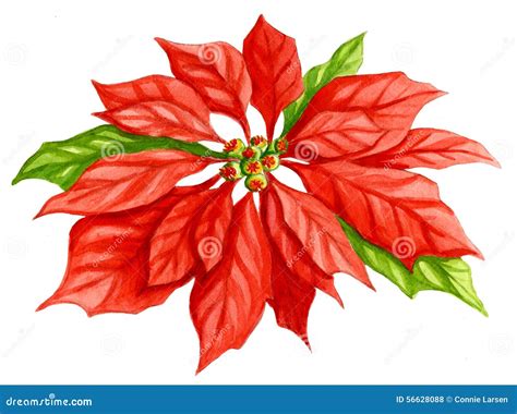 Poinsettia Flower Watercolor Stock Illustration Illustration Of