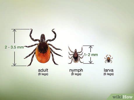 How to Identify a Deer Tick: Helpful Pictures & Size Guide