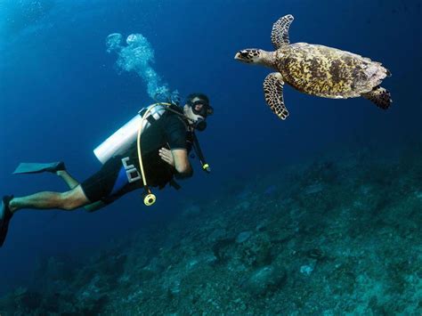 12 Snorkeling vs. Scuba Diving Differences - Scuba Diving Lovers