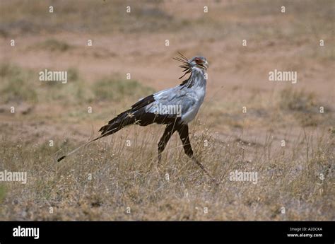 Secretary bird snake hi-res stock photography and images - Alamy