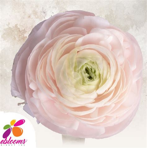 Blush Pink Ranunculus