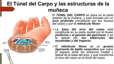 Clase Articulacion Del Codo Y Mu Eca Pdf