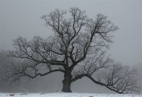 White Oak In Winter Explore Mbireschs Photos On Flickr M Flickr