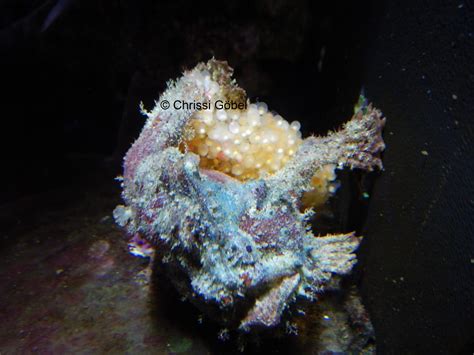 Marble Mouthed Frogfish Bred For The First Time In Captivity Reef