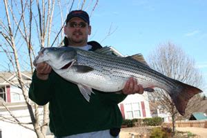 Lake Allatoona Fishing Guides Service Stripers Striped Bass Hybrid