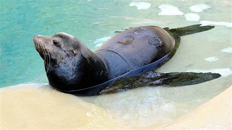 PHOTOS: Rescued sea lions move to Brookfield Zoo from California - ABC7 ...