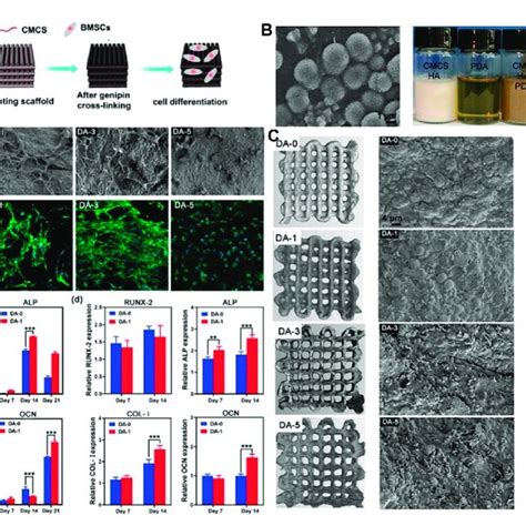 3d Printed Plga β Tcp Scaffold Coated With Polydopamine For Bone Tissue Download Scientific