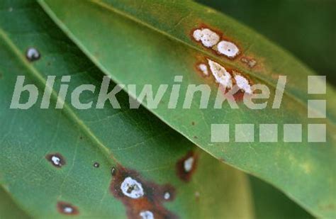 Blickwinkel Rhododendron Rhododendron Spec Blattflecken An Rhododendron Durch Pilzbefall