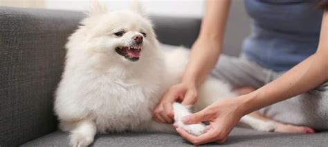 What Causes Papilloma In Dogs