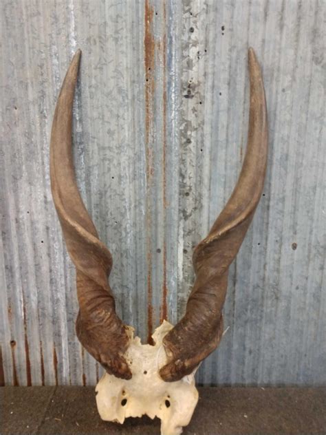 Eland Skull