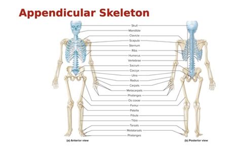 A P Lab Chapter Study Flashcards Quizlet