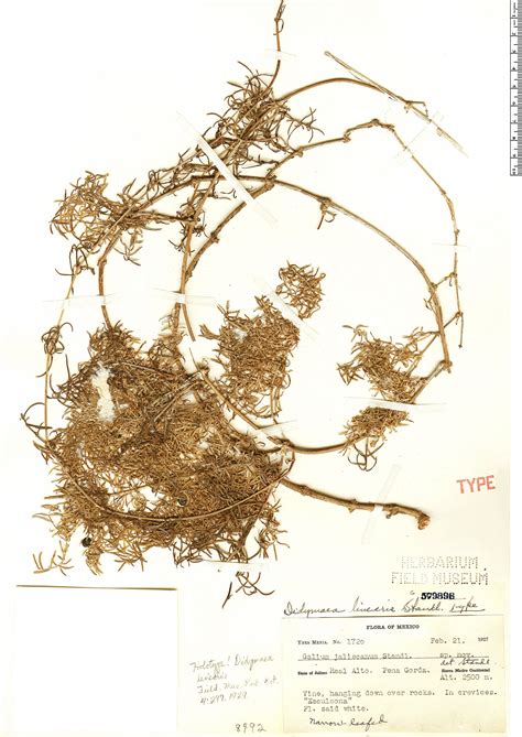 Didymaea Linearis Rapid Reference The Field Museum