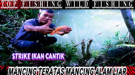 Mancing Teratas Mancing Alam Liar Gak Nyangka Di Rawa Ini Strike Ikan