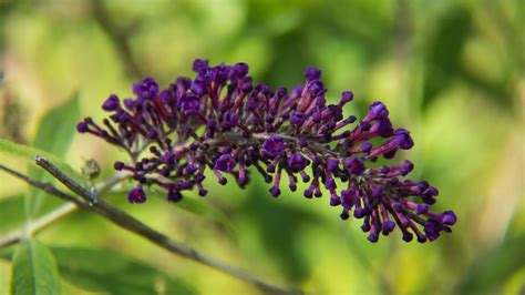 Butterfly Bush Blooming Season and Care Tips – Self Gardener