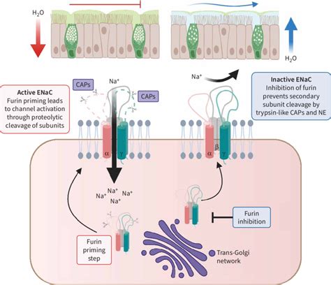 Inhibition Of The Epithelial Sodium Channel ENaC Leading To Airways