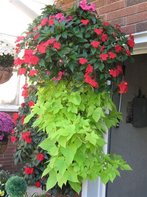 Fine Beautiful Sweet Potato Vine Hanging Plant Best Fake Ivy Plants ...