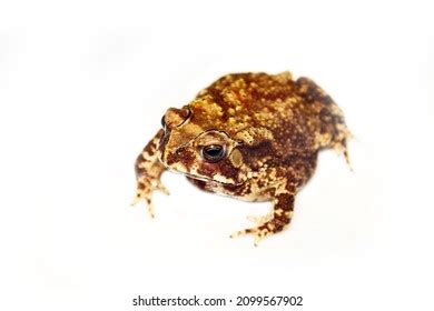 Bufo Melanostictus Schneider Images Stock Photos Vectors