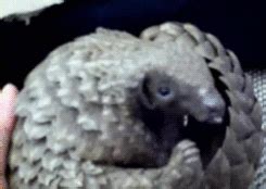 Armadillo GIF - Find & Share on GIPHY