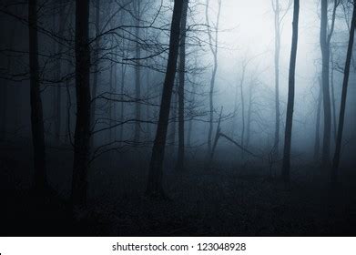 Dark Spooky Forest Night Stock Photo 123048928 | Shutterstock