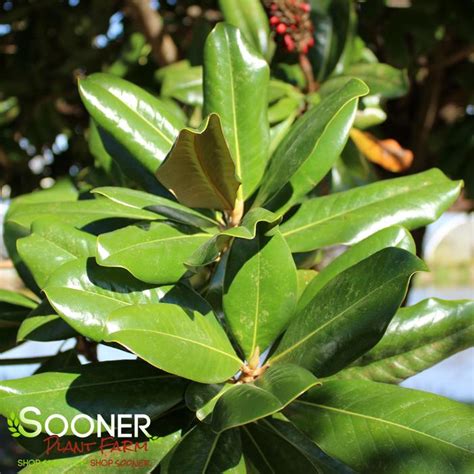 Southern Magnolia Tree Leaves