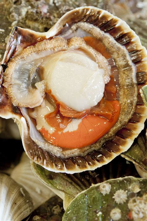 How To Cook Scallops Great British Chefs