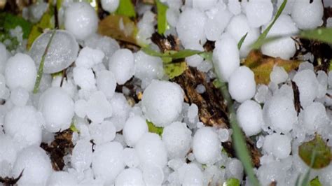 Unseasonal Rains And Severe Hailstorms Destroy Crops In Haryana