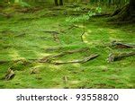 Moss On Forest Floor Free Stock Photo - Public Domain Pictures