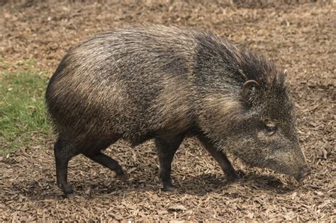 Javelina Hunting | 60+ Species Available for Hunt | OX Ranch - Texas