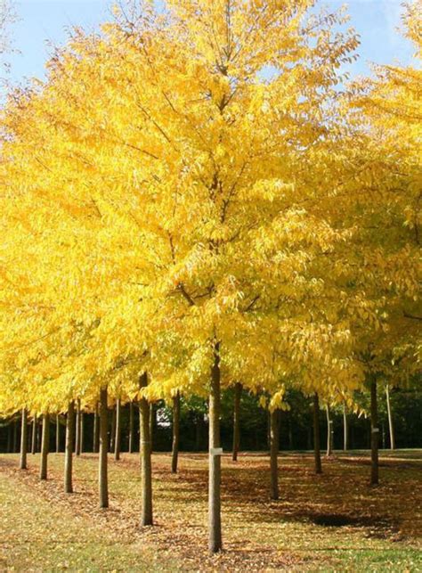 Ulmus Sapporo Autumn Gold Resistant Zambelli Vivai