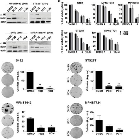 The Effect Of Hdac8 Inhibition On Mpnst A Western Blot Analysis