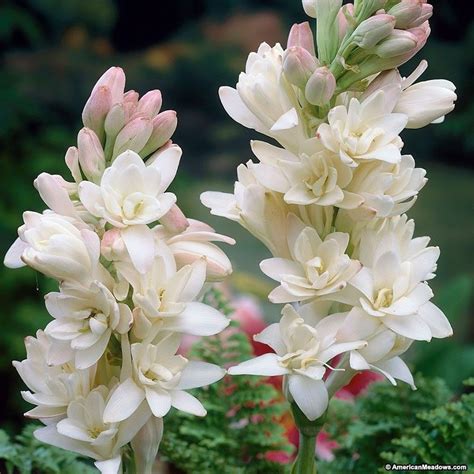 Double Tuberose Also Known As The Pearl Is Loved By Gardeners For