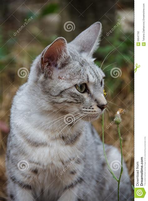 Grey Cat Sitting In The Grass Among The Apples Stock Photo Image Of