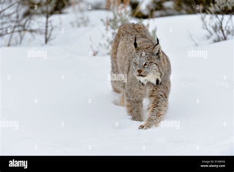 Canada Lynx Lynx Canadensis Captive Raised Specimen Bozeman Montana