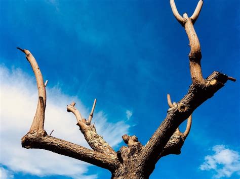 Premium Photo Low Angle View Of Bare Tree Against Sky