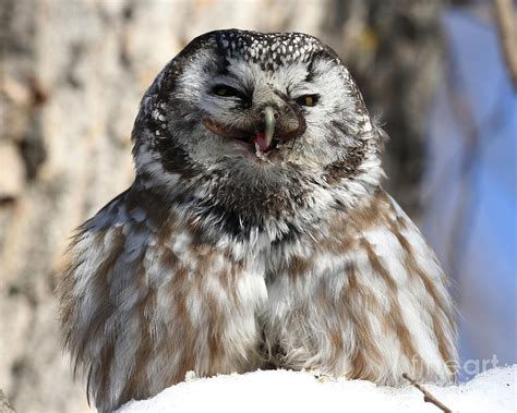 Boreal owl eats prey Photograph by Heather King - Pixels