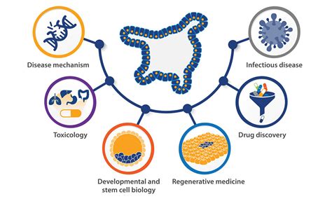 Stem cells - All about their unique abilities and more