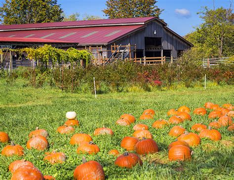 Pumpkin Patch at Fall City Farms