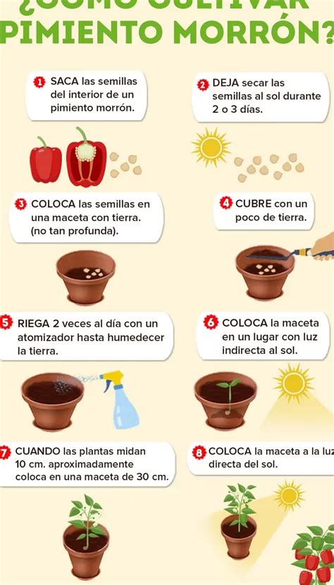 C Mo Plantar Pepinos Gu A Completa Para Un Cultivo Exitoso