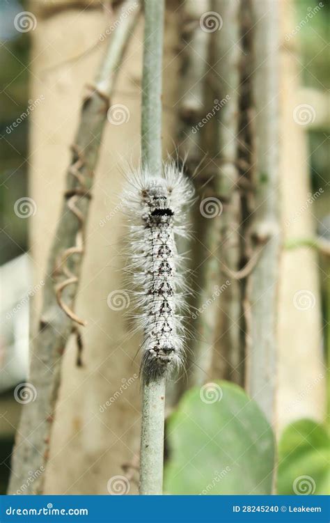 Black and White Moth Caterpillar Climbing a Plant Stock Photo - Image ...