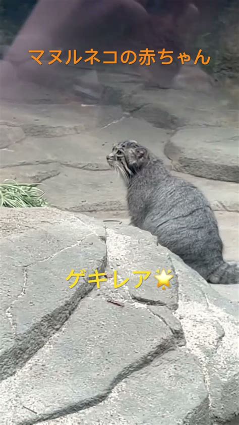 【神戸どうぶつ王国】マヌルネコの赤ちゃん 今週お披露目でめちゃかわ、ちいかわ 大人気です！ 10周年 Youtube