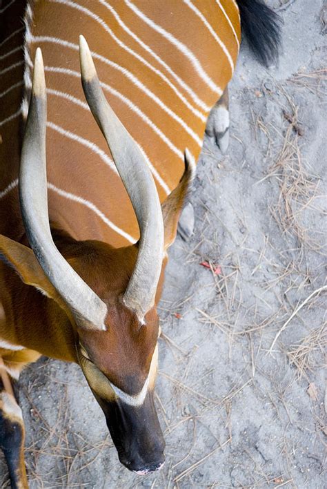 Bongo Stripes Photograph by Breanna Calkins - Fine Art America