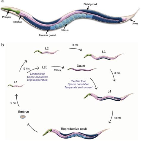 Introduction To C Elegans Anatomy And Life Cycle A Schematic