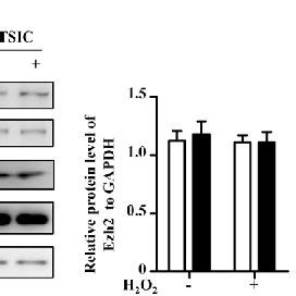 TSIC Reduced H2O2 Induced Ezh2 Phosphorylation In H9c2 Cells H9c2