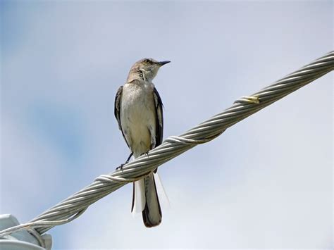 Ml455825511 Northern Mockingbird Macaulay Library