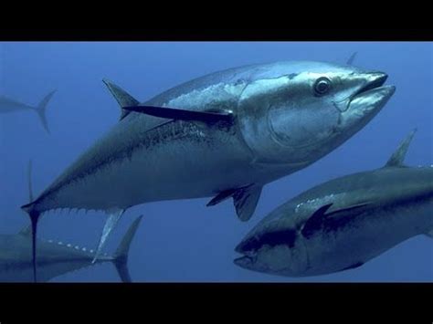 Atlantic bluefin tuna, Bluefin tuna, Tuna fishing