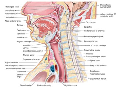 Oesophagus And Stomach Flashcards Quizlet