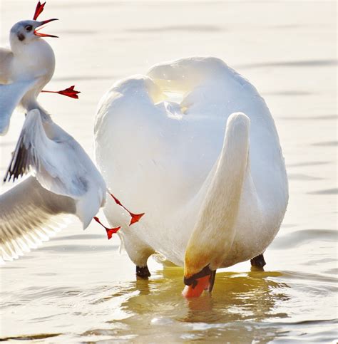 Free Images Wing Seabird Beak Feather Plumage Swan Gulls Duck